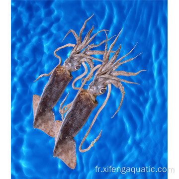 Prix ​​frais calamar dosidicus gigas fruits de mer